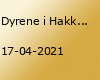 Dyrene i Hakkebakkeskoven | Musikhuset Aarhus
